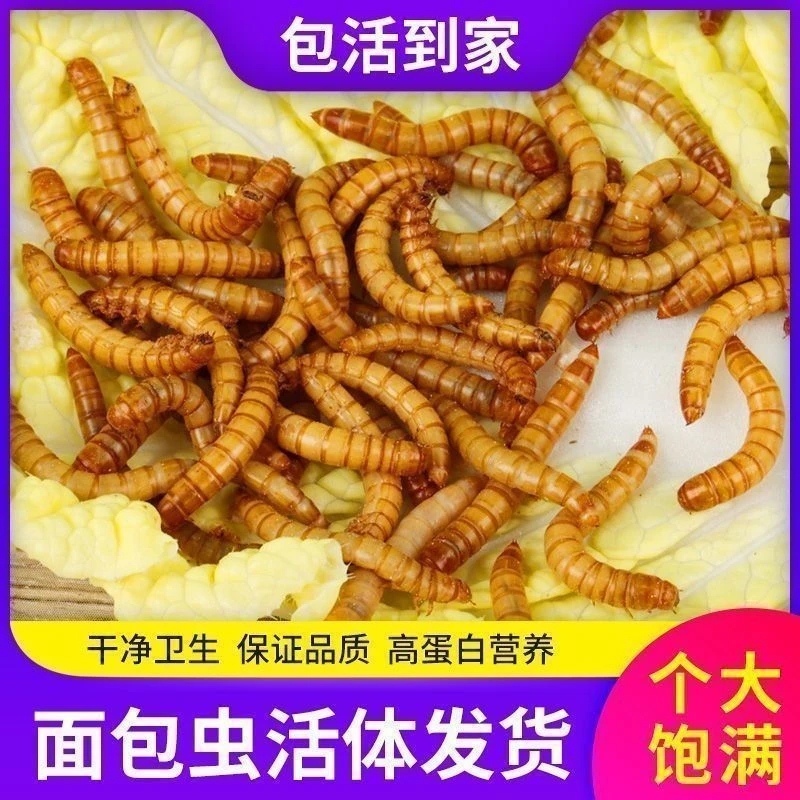 鲜活面包虫八哥蜥蜴画眉大麦虫蝎子仓鼠黄粉虫面包虫活活虫