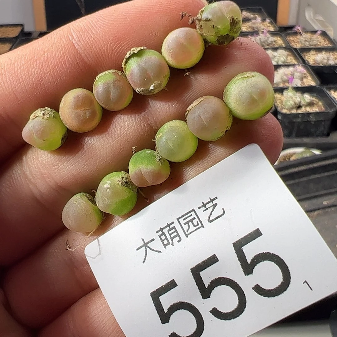 小***丶一物一拍默认微瑕。 555