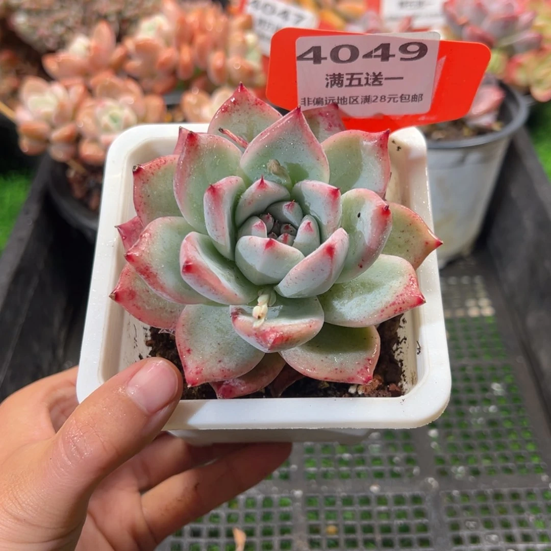 表妹精品多肉4049.