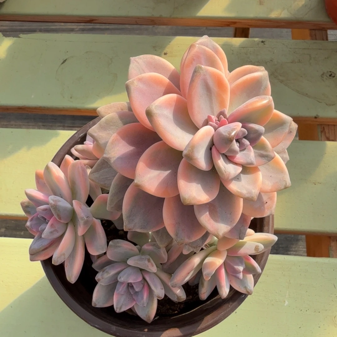 淡雪锦锦上园艺一物一拍