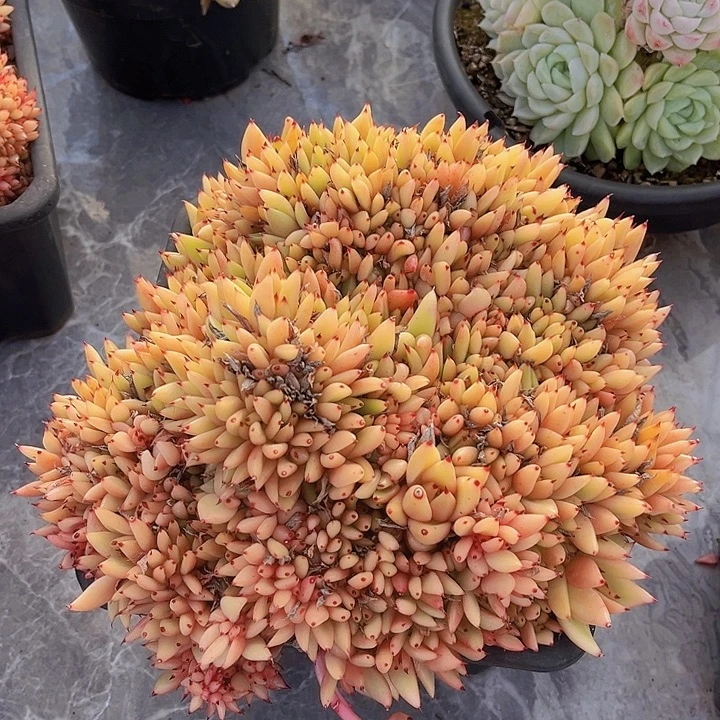 清纯乌木缀12171多肉植物