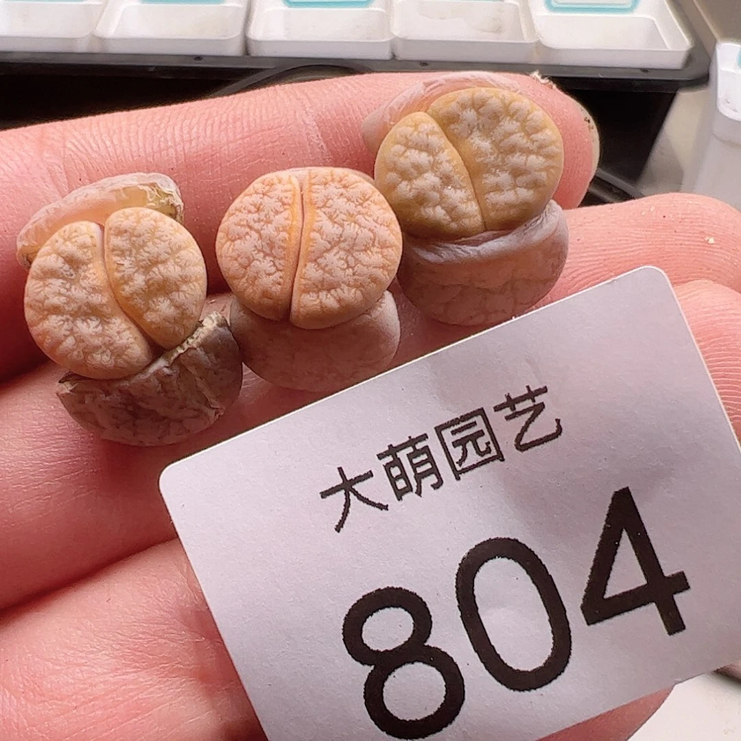 0000804 一物一拍……