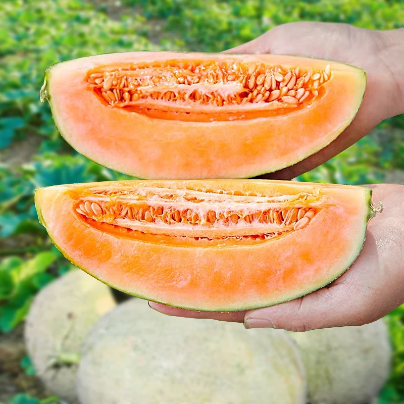 甜瓜新疆哈密瓜种苗秧四季香瓜春季种籽孑春天苗南方网纹瓜苗秧苗