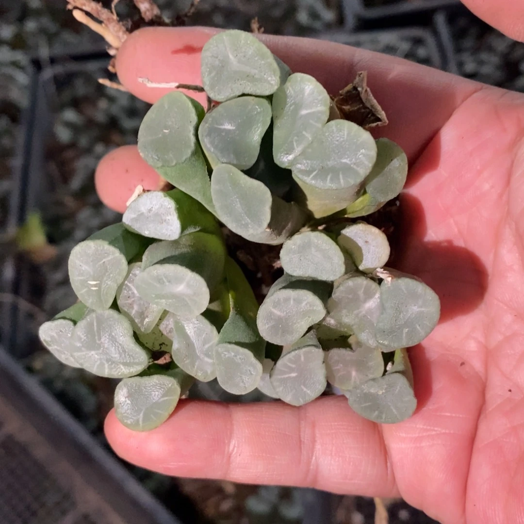 2819 一颗实生万象 糯窗没啥纹路 超级福利