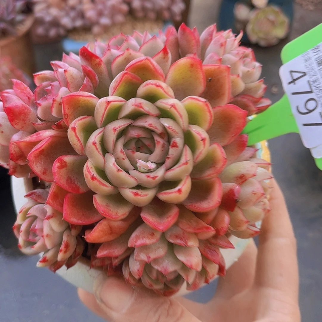 4797绿龙多肉植物