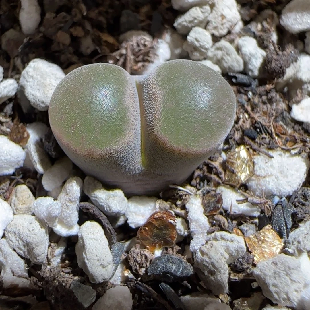 肉锥多肉植物组合-磁铁539