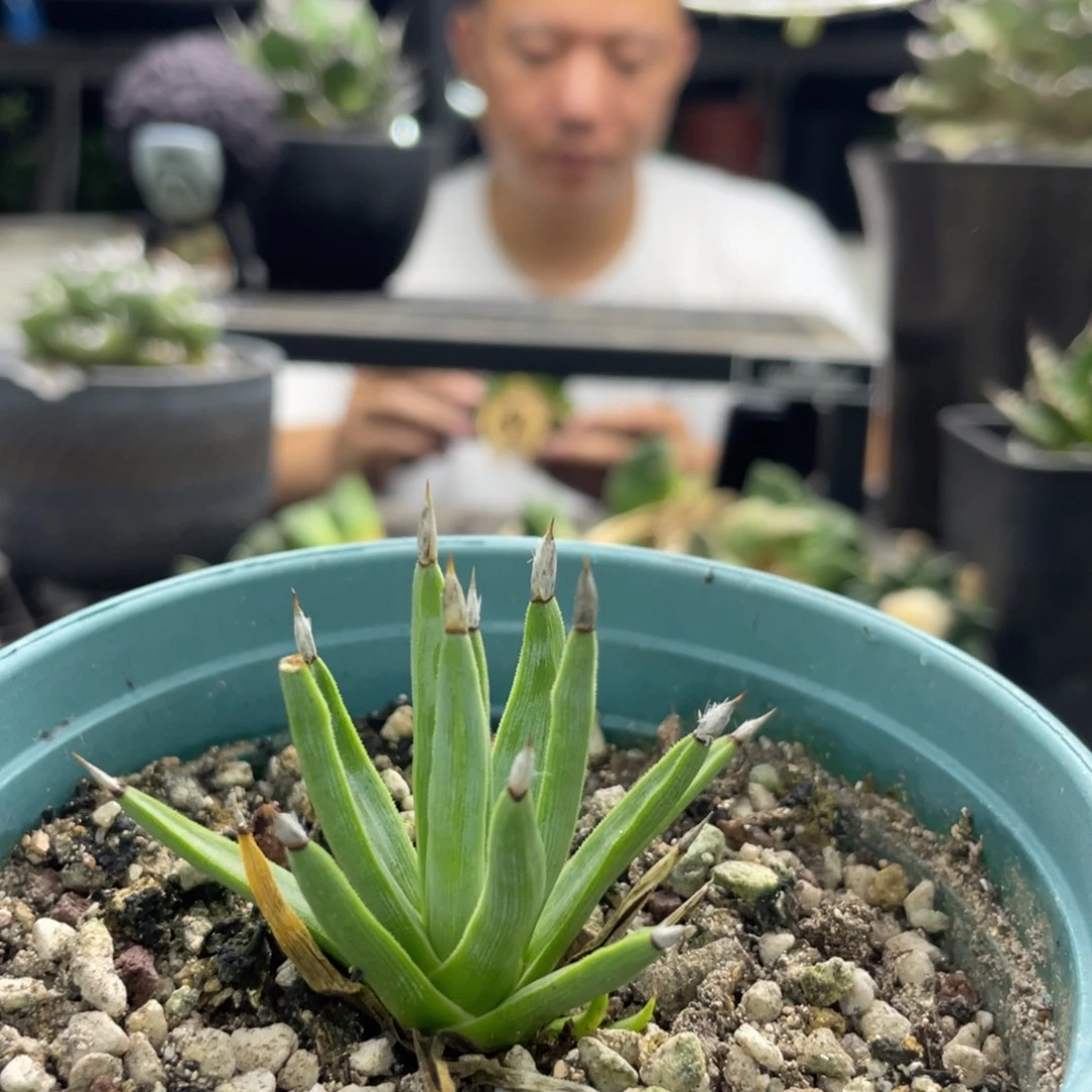 棉花糖龍舌蘭888888888
