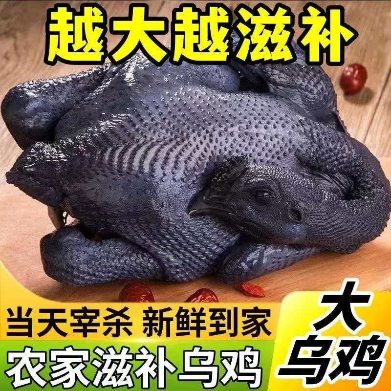 （买一送一）白凤乌鸡农家散养乌骨鸡现杀现发顺丰正宗保鲜肉质冷冻