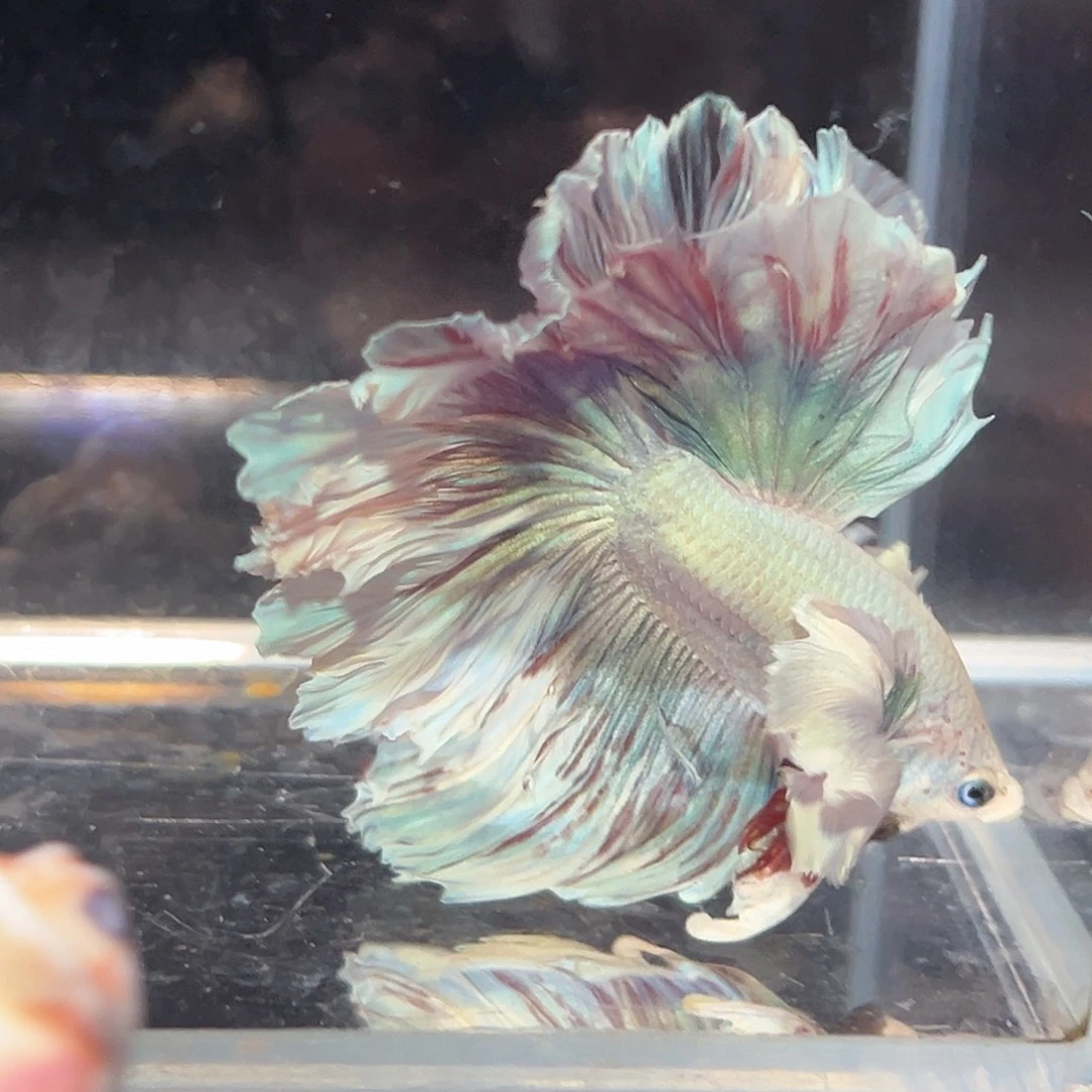 斗鱼16号清货价巨耳马卡龙