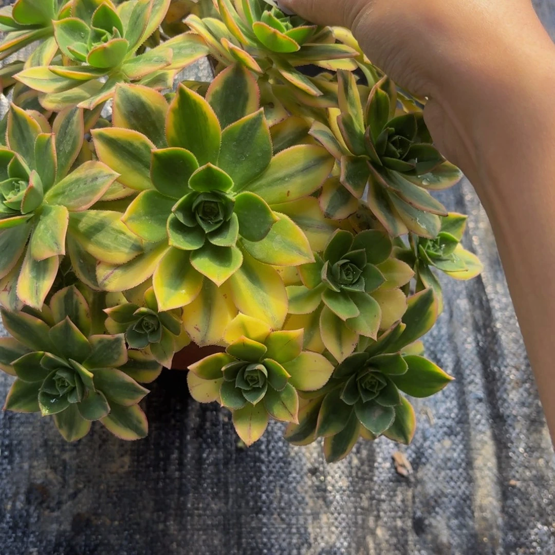 837多肉植物捧花