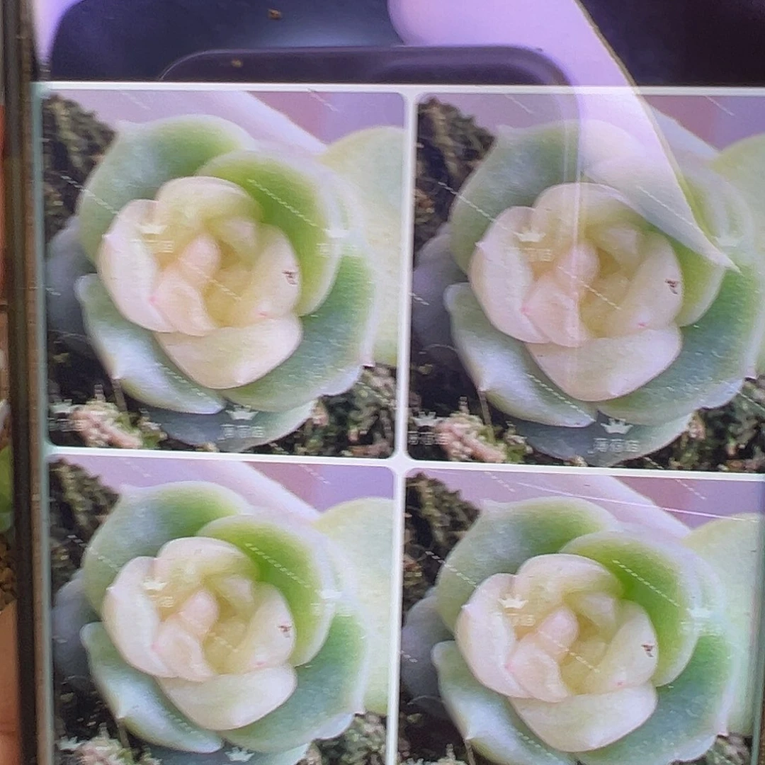 茉莉状态图。 独家优选