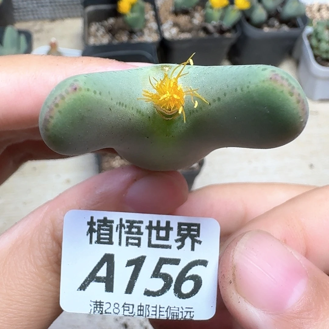 多肉植物的人生fgg