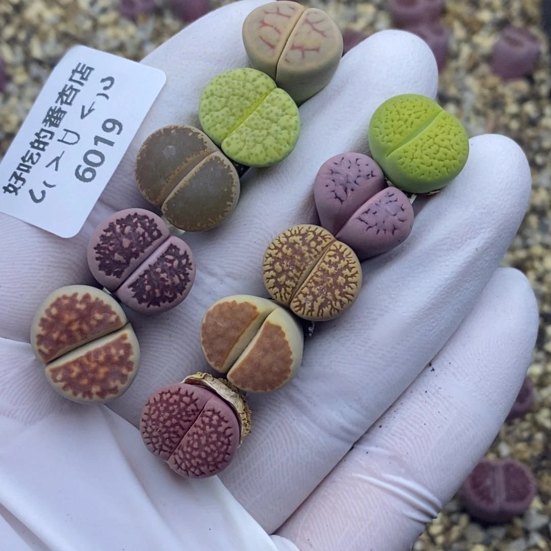 安**-6019。18包邮.当天凑哦。新疆西藏88包邮