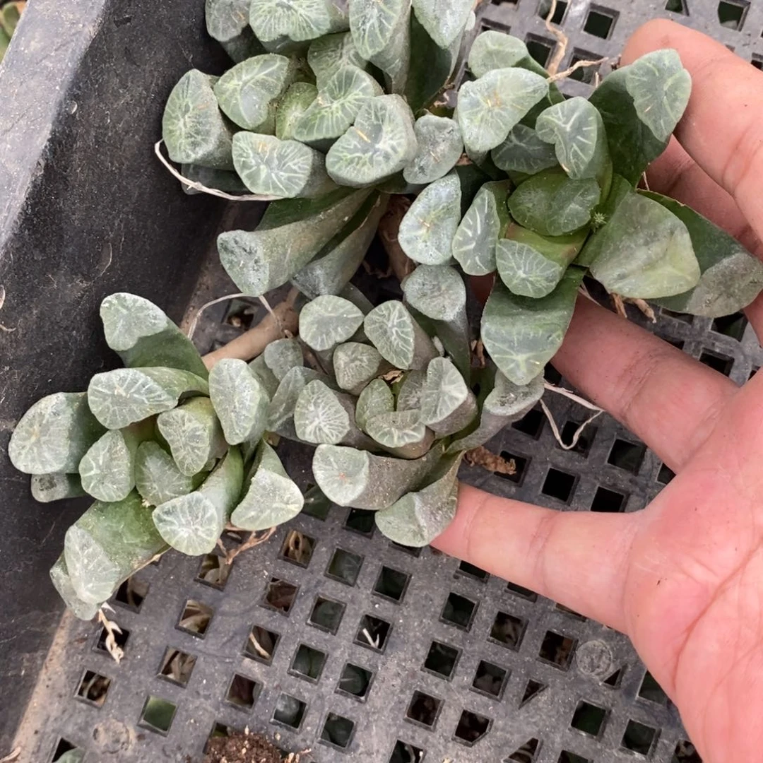 3022 一颗大南天门万象苗 超级福利