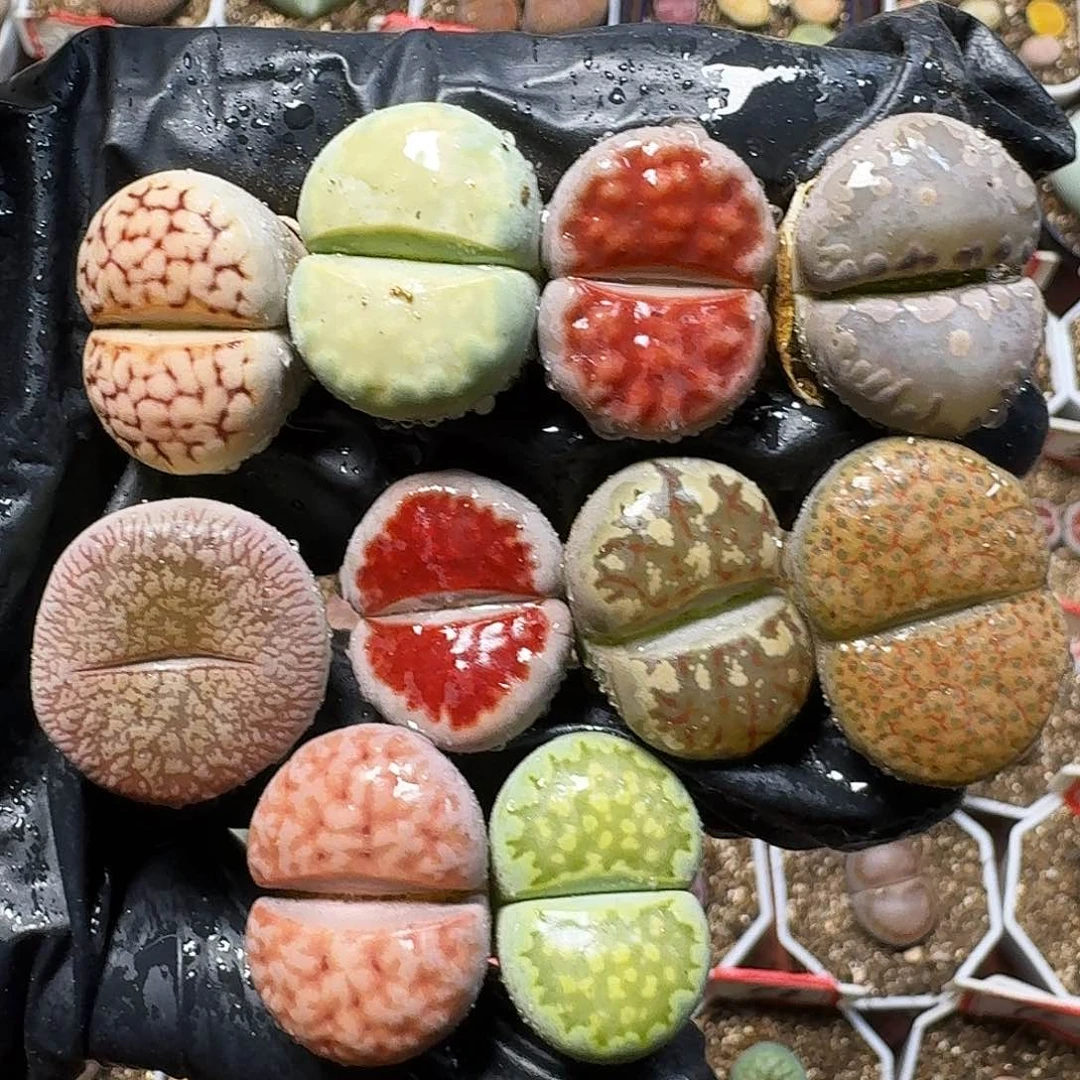 生石花等植物1111111。  135