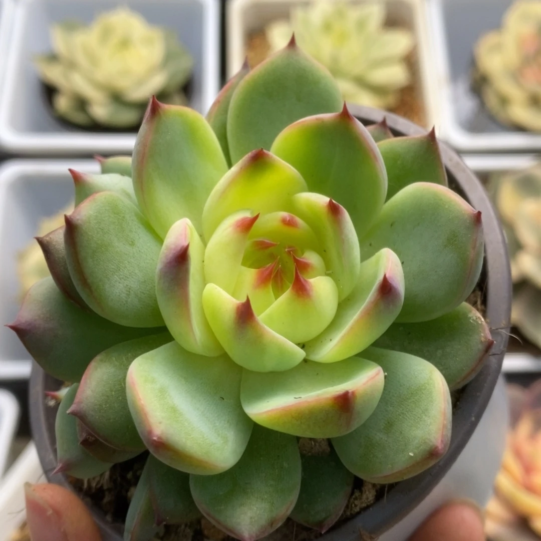 456锦锦锦锦锦锦锦锦