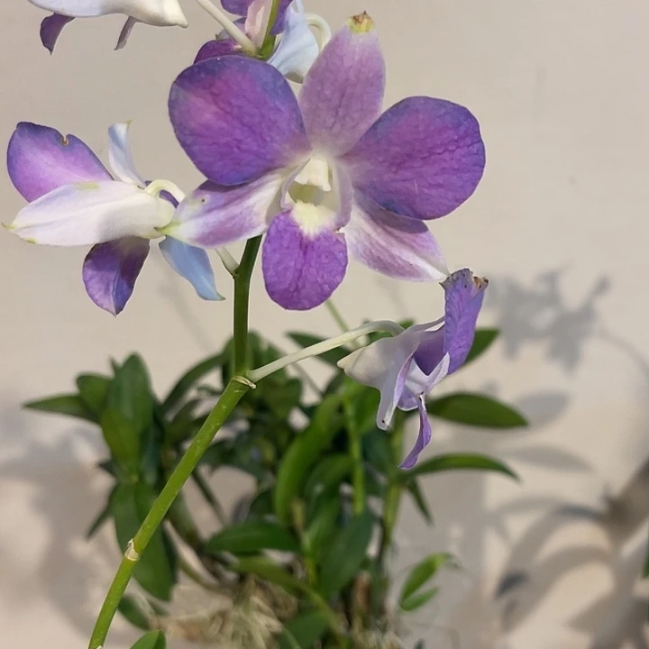 当前无花朵，栽培后可花朵三叉紫951