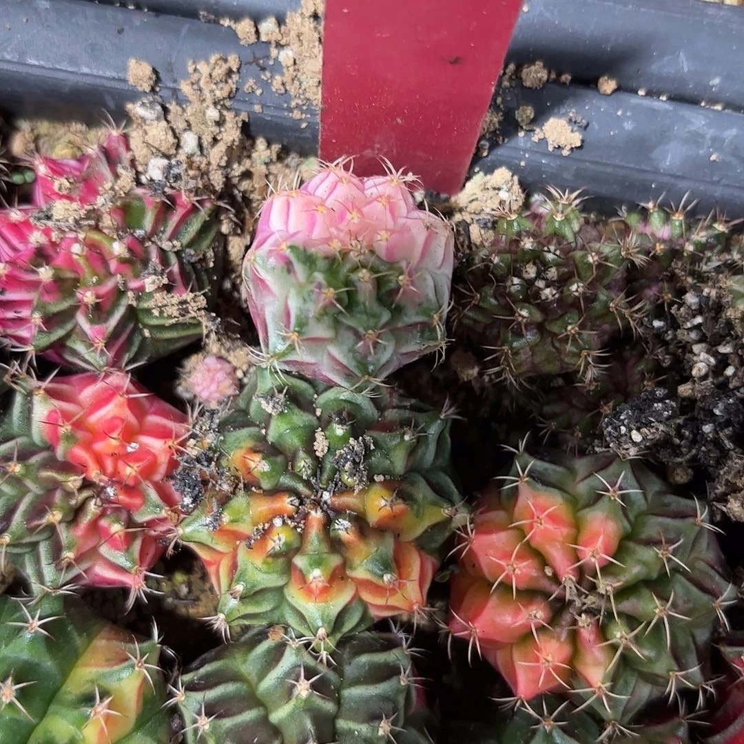 ****～283-1122泰国发货多肉