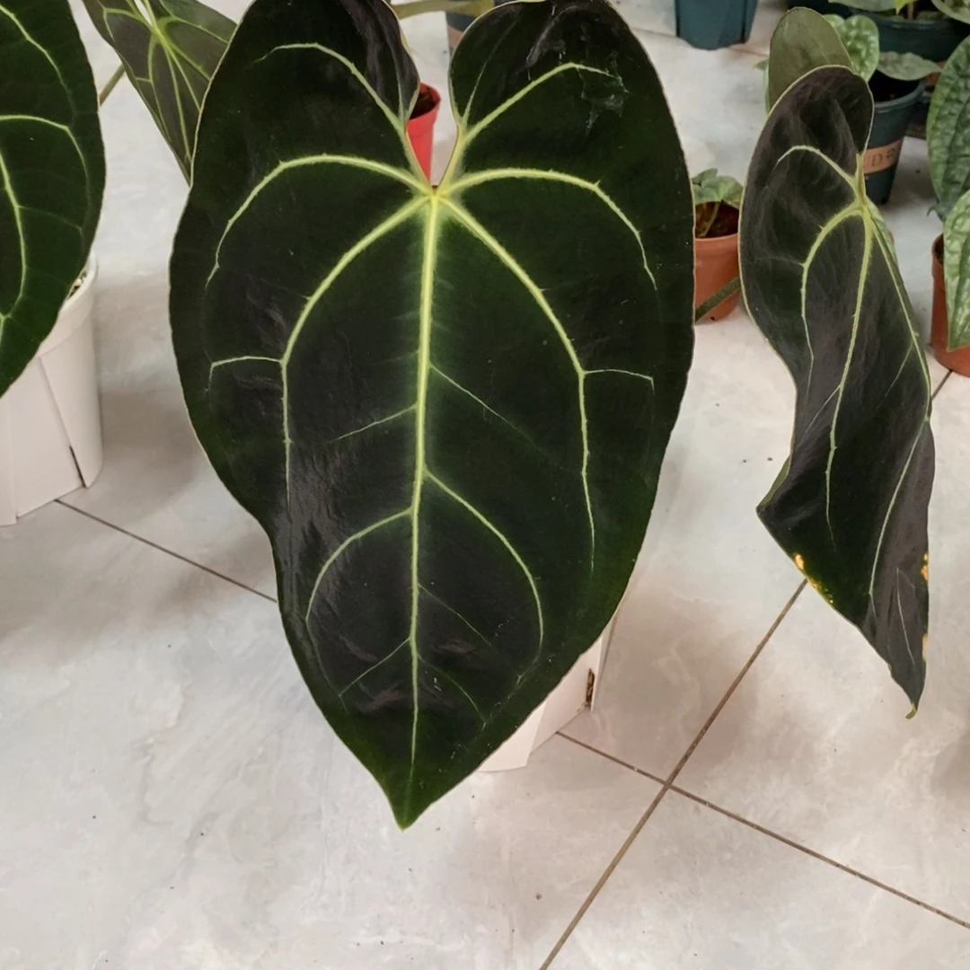 不开花植物410贝斯