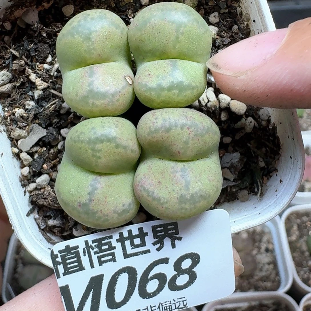 多肉植物的润泽地额分