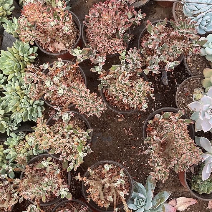 你***光红兔耳一堆48.88多肉植物