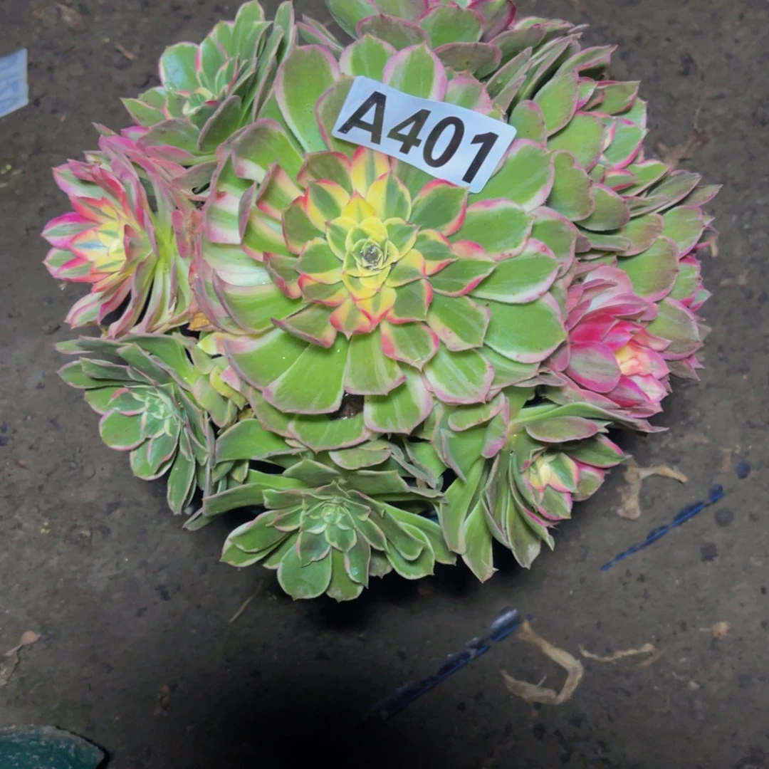 海燕法师26-//-16包邮