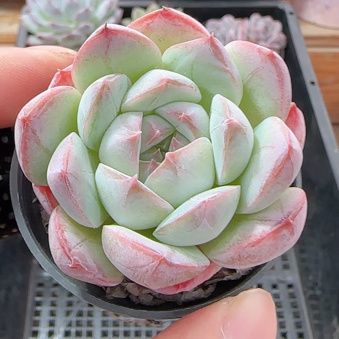 多肉0928--44福利