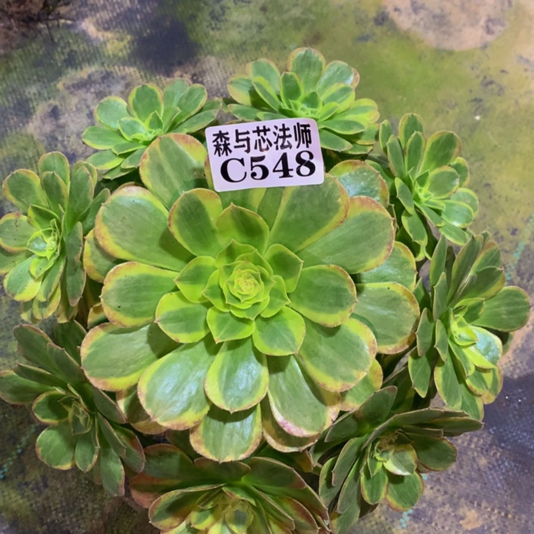 【闪购商品】548奶白锦