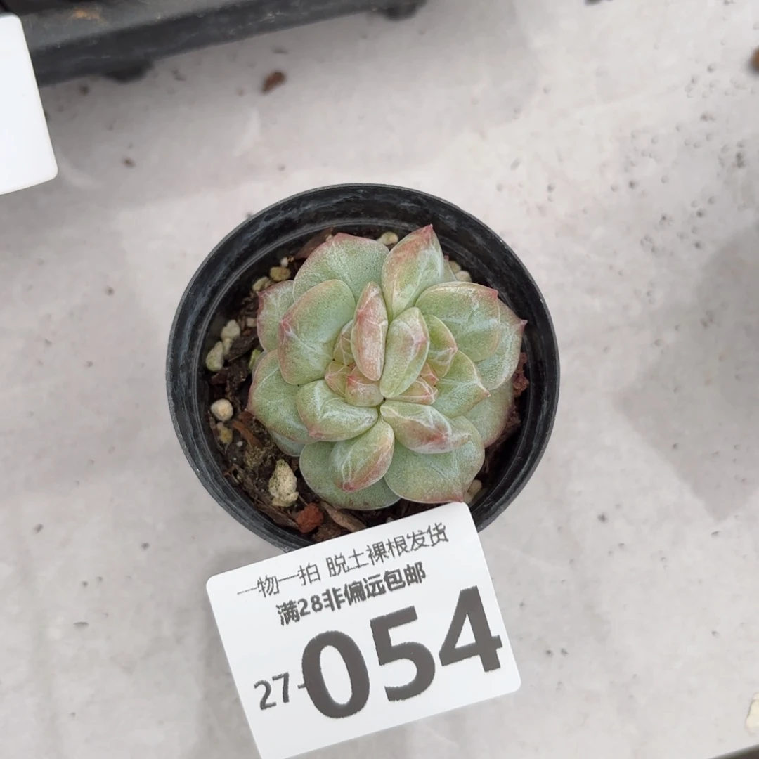 优选石化多肉多肉多肉