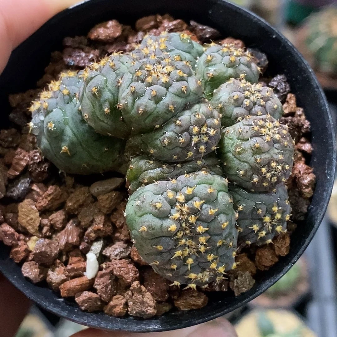 孤品实生特选株超稀有12头连体猫爪缀化