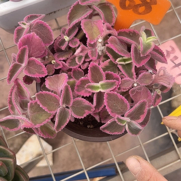 晨语多肉，一物一拍68锦