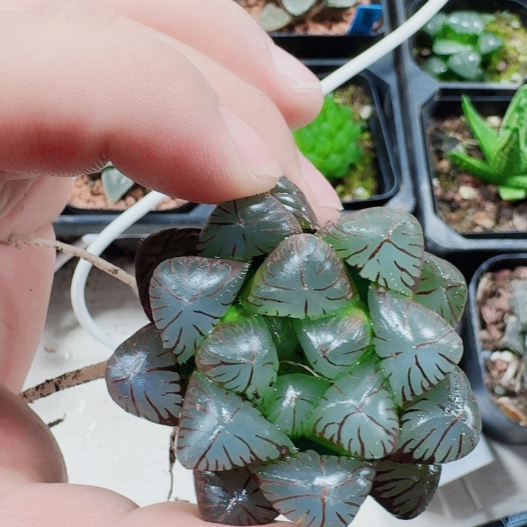 无花朵十二卷福利活动裸根玉露