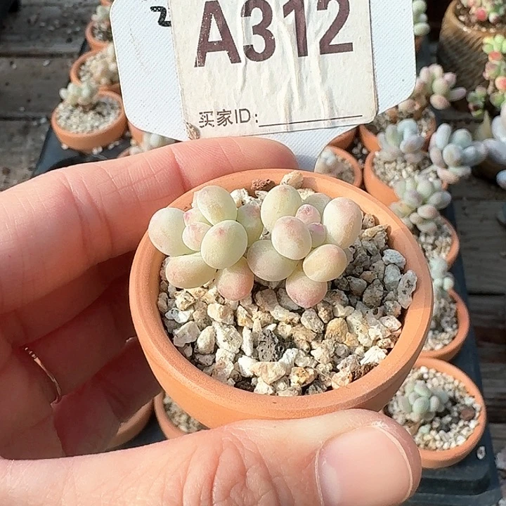 4*x b c ch j h h 312