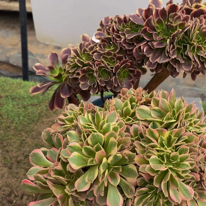 完全开放228号欧嘉莉➕女神多肉1颗