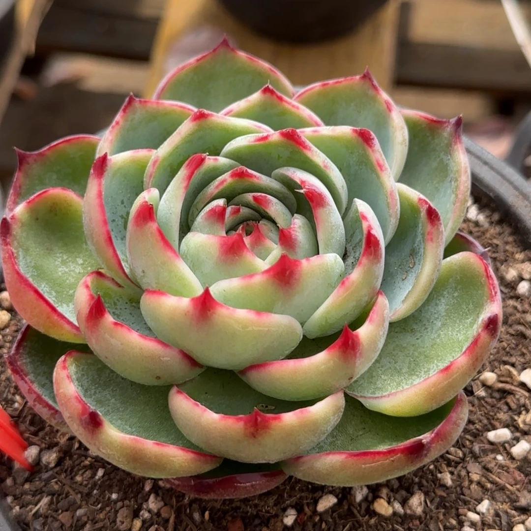 玫瑰惊鸿一物一拍包装收缩花旱獭172