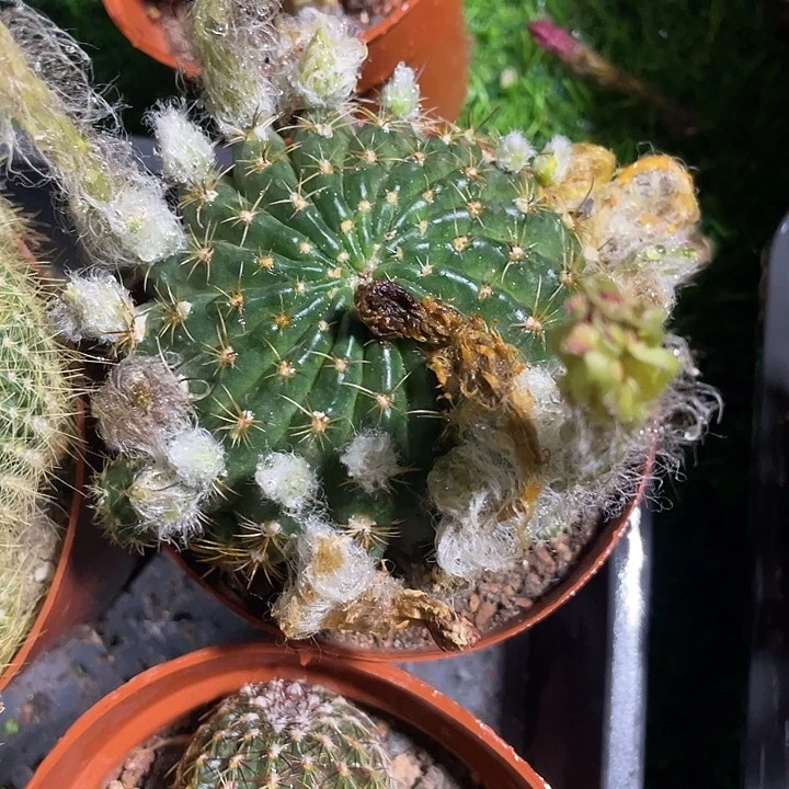 大单头眩美玉满25包邮