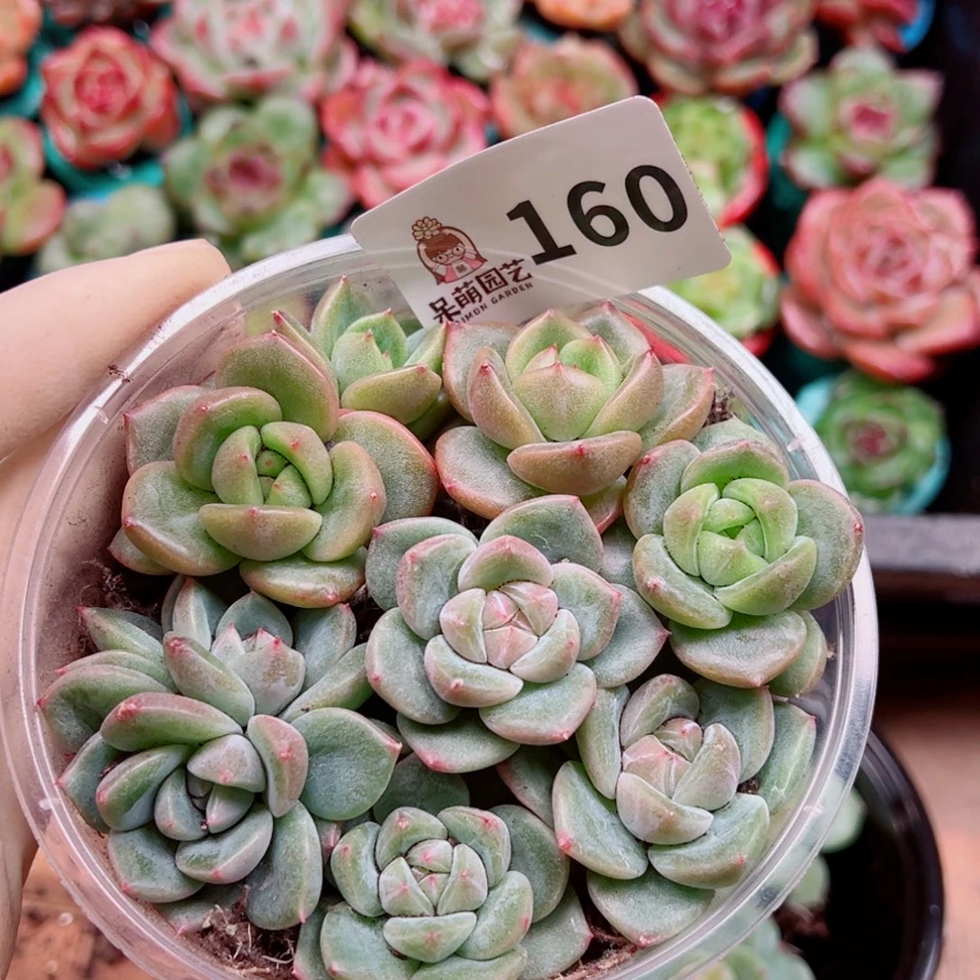 多肉植物多肉植物