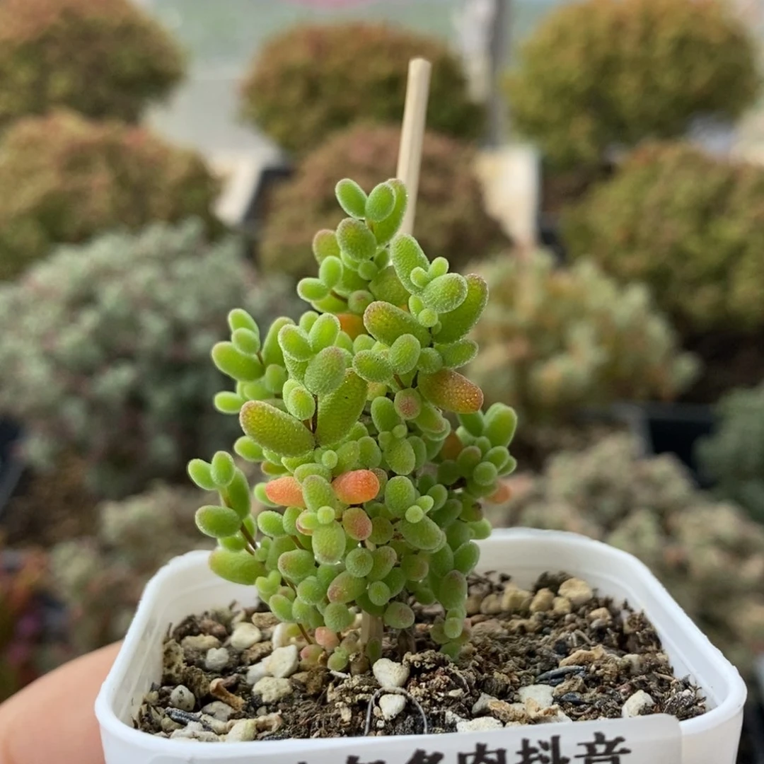 蜜橘糖球1777枝干番杏