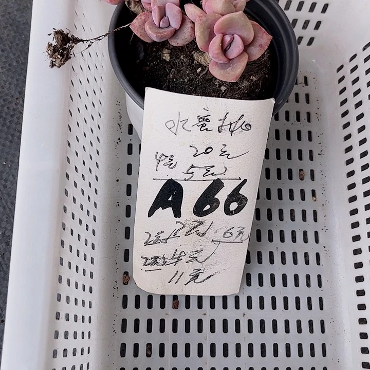 ʚ****66密密麻麻密密麻麻
