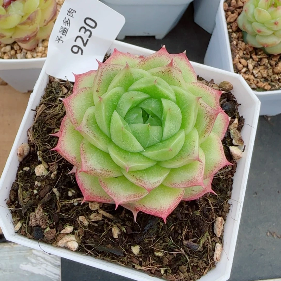 麦秆，9230多肉植物