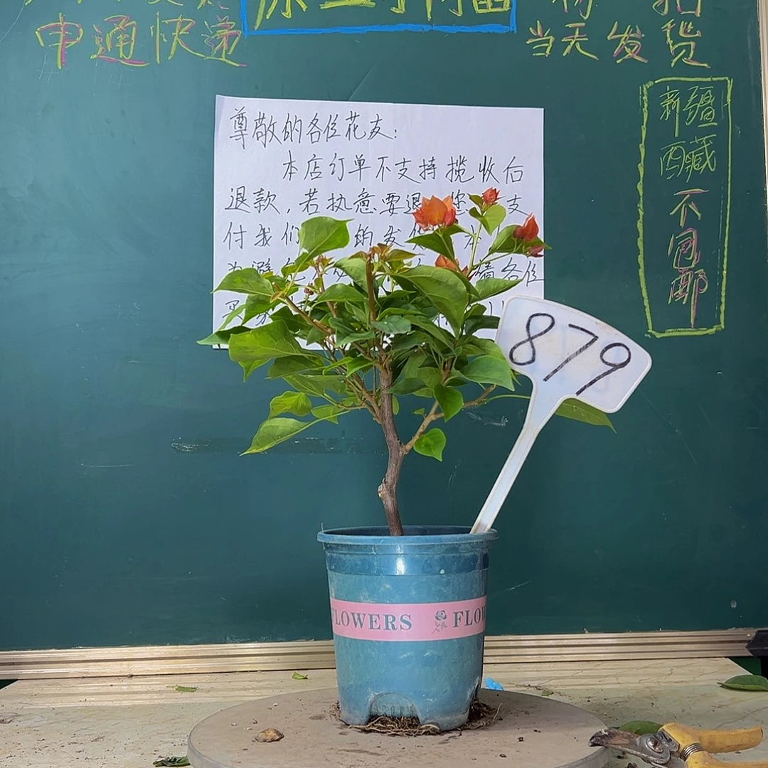 当前无花栽培后可以开花落日 879