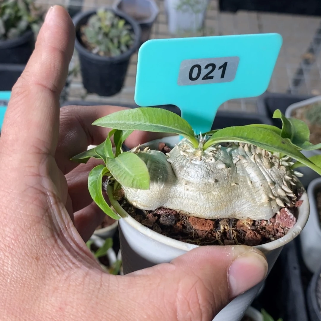 慧比须笑多肉植物