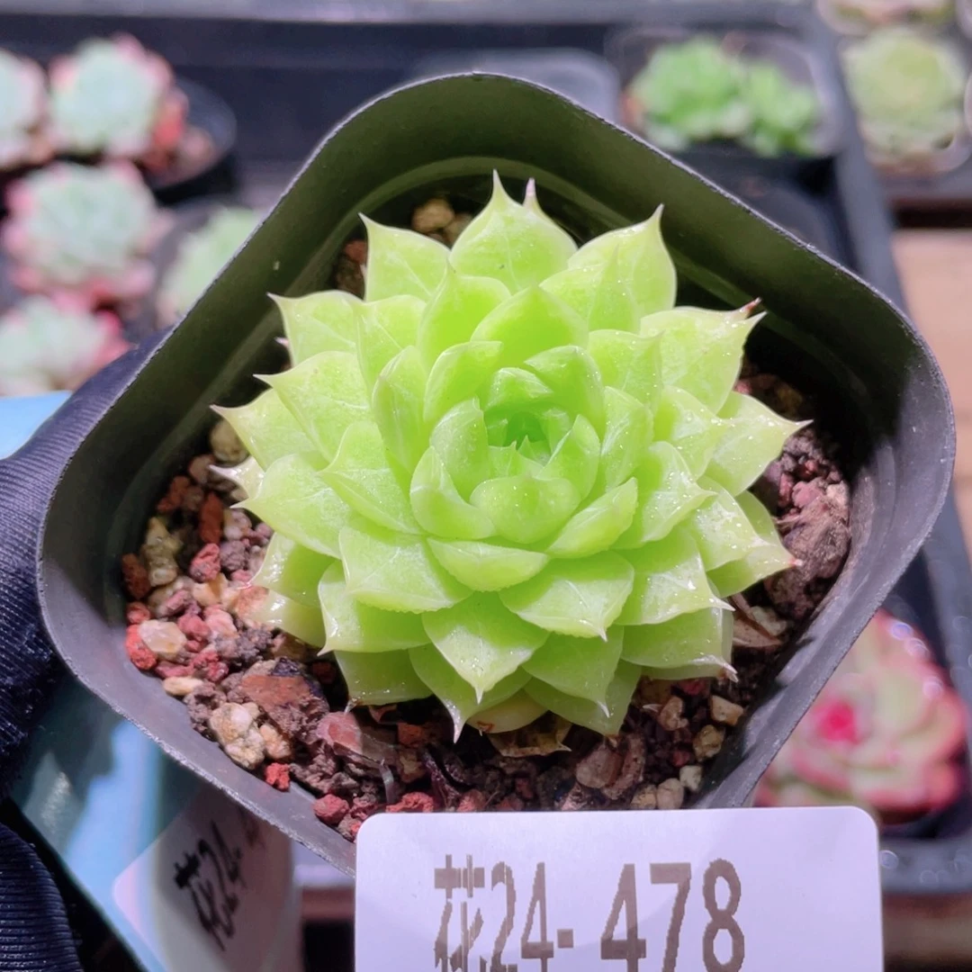 花利美24-478麦秆