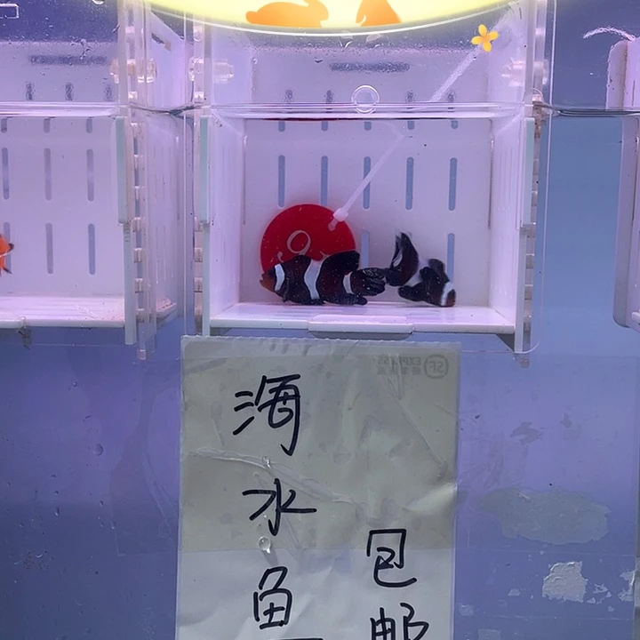 海水鱼精品奥黑礼服
