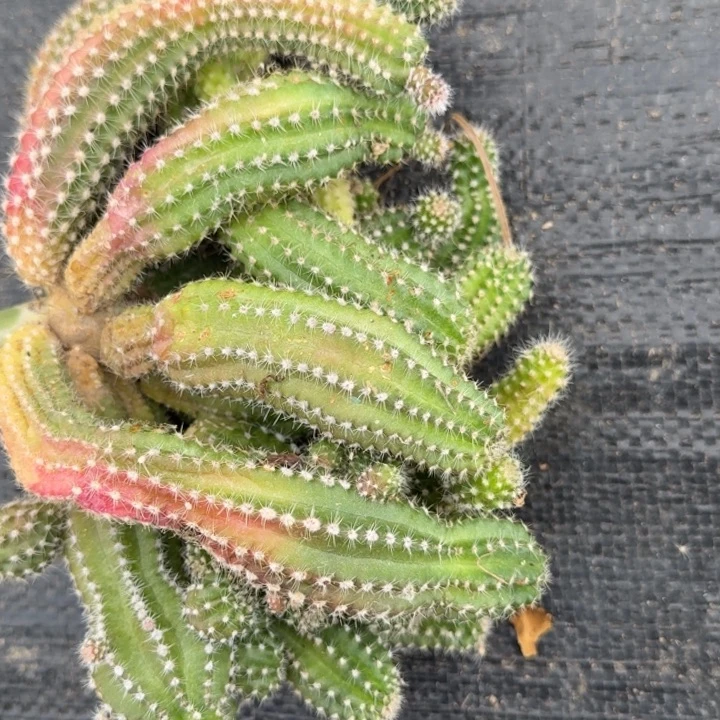 白檀仙人掌群生一群88