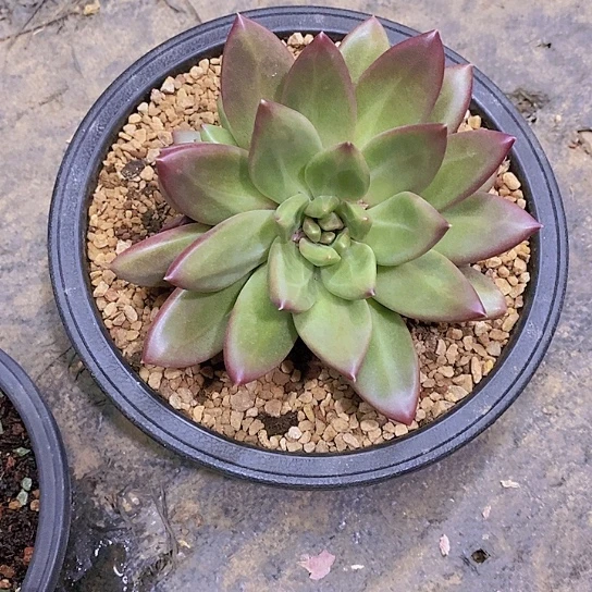 梦*迷雾泡泡多肉植物