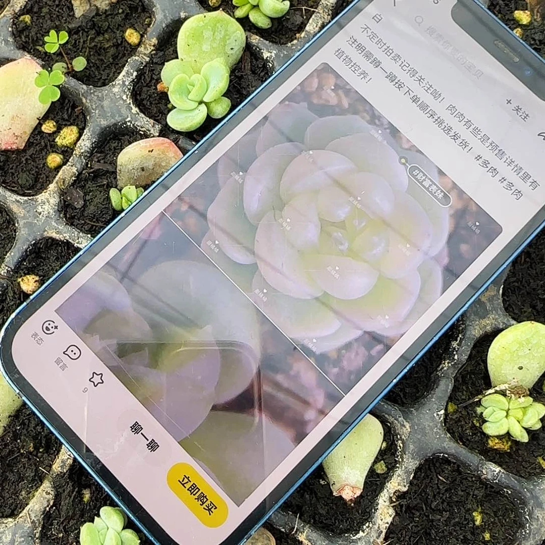 表妹中芝麻苗一个满25包邮