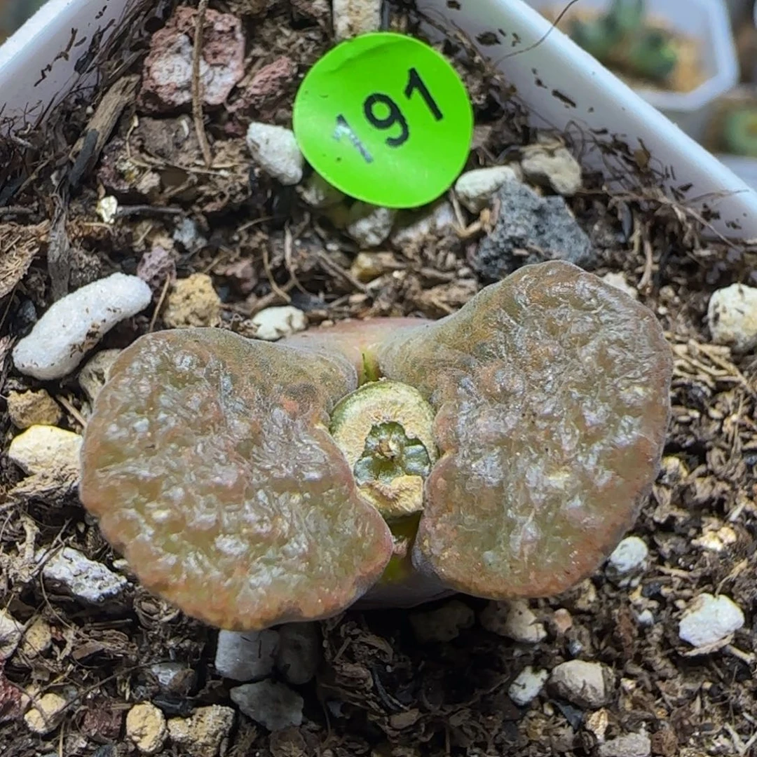 漂漂亮亮多肉植物191