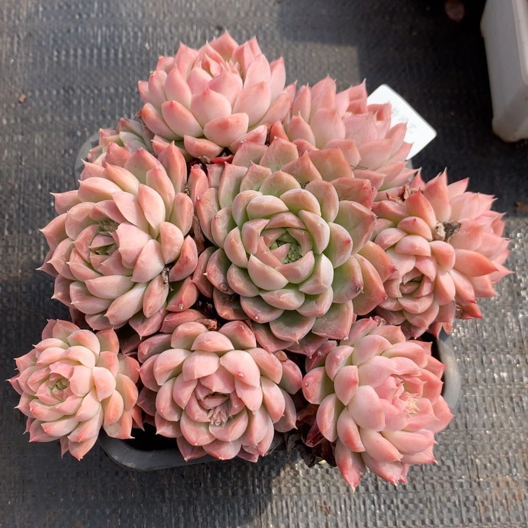 8968杂交多肉植物基地