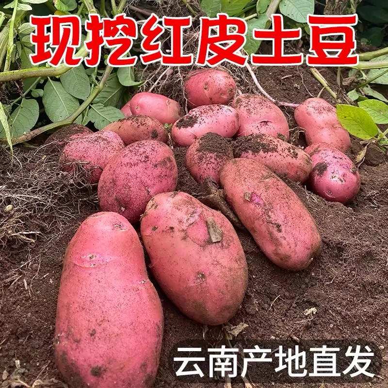 云南高原露天种植红皮黄心土豆洋芋粉糯土豆瑕疵土豆